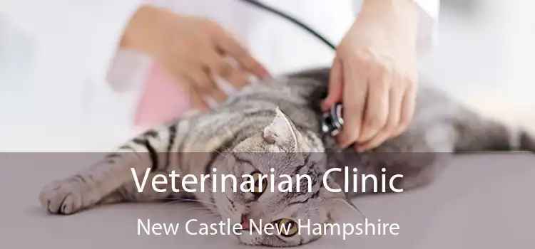 Veterinarian Clinic New Castle New Hampshire
