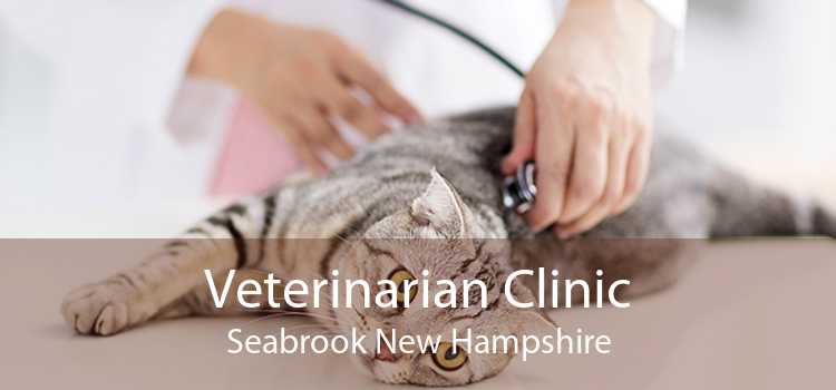 Veterinarian Clinic Seabrook New Hampshire