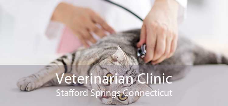 Veterinarian Clinic Stafford Springs Connecticut