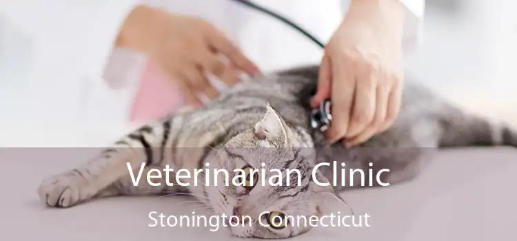 Veterinarian Clinic Stonington Connecticut