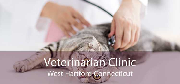 Veterinarian Clinic West Hartford Connecticut