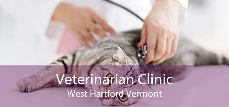 Veterinarian Clinic West Hartford Vermont