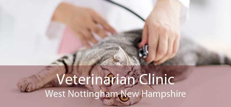Veterinarian Clinic West Nottingham New Hampshire