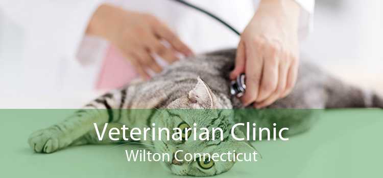 Veterinarian Clinic Wilton Connecticut