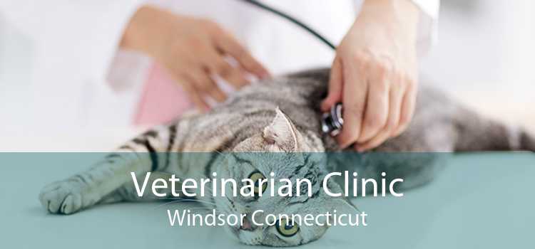 Veterinarian Clinic Windsor Connecticut
