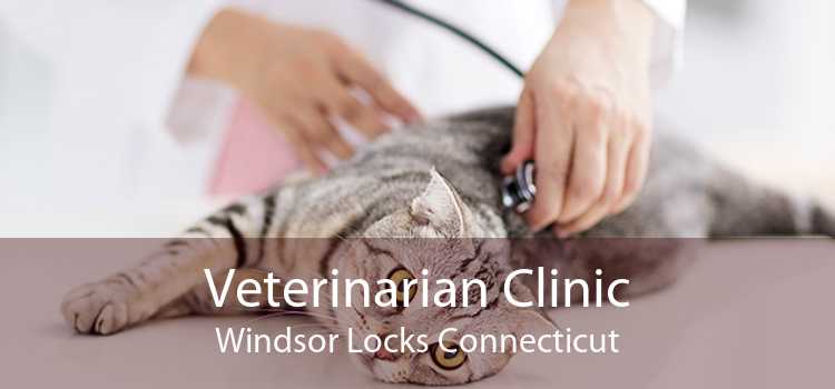 Veterinarian Clinic Windsor Locks Connecticut