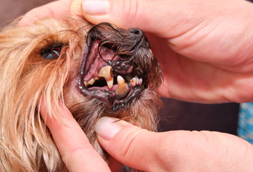 Tariffville Dog Dentist