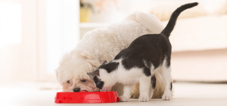 animal hospital nutritional guidance in Essex Junction
