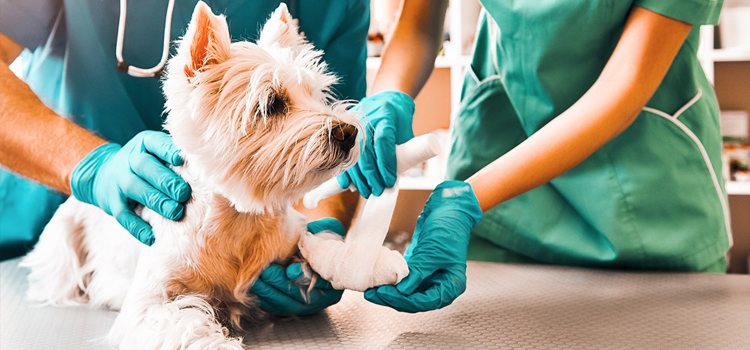 Concord pet emergency clinic