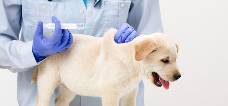 dog vaccination dispensary